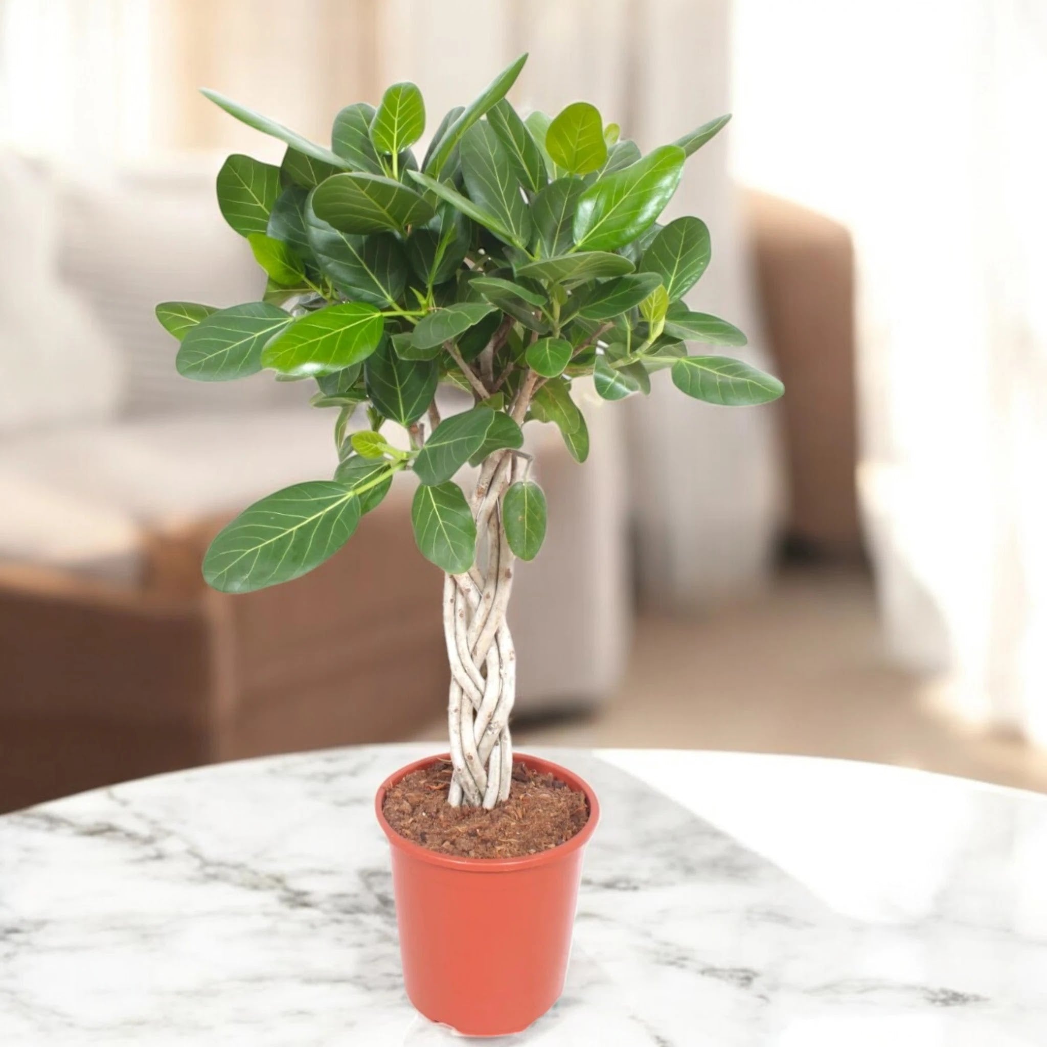 Ficus benghalensis