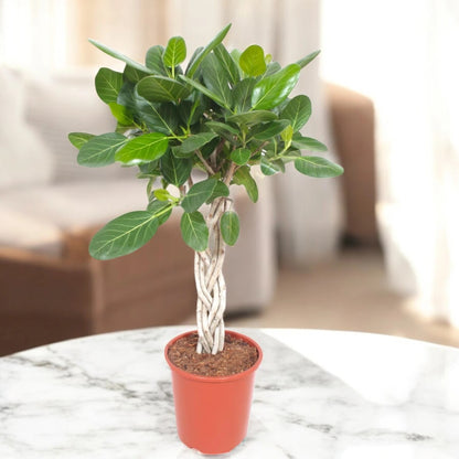 Ficus benghalensis
