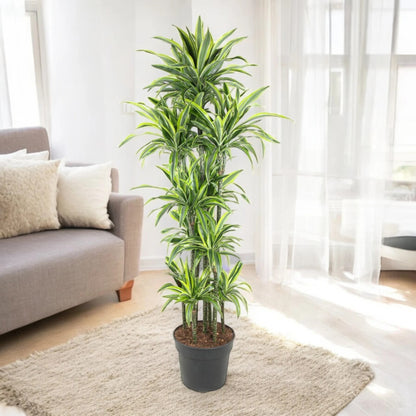 Dracaena fragrans 'Lemon Lime'