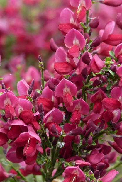 Cytisus scoparius