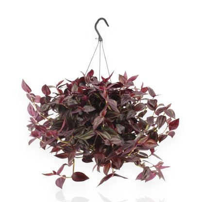 Tradescantia Jewel Red con tralci ricadenti e foglie rosso-violacee in vaso sospeso