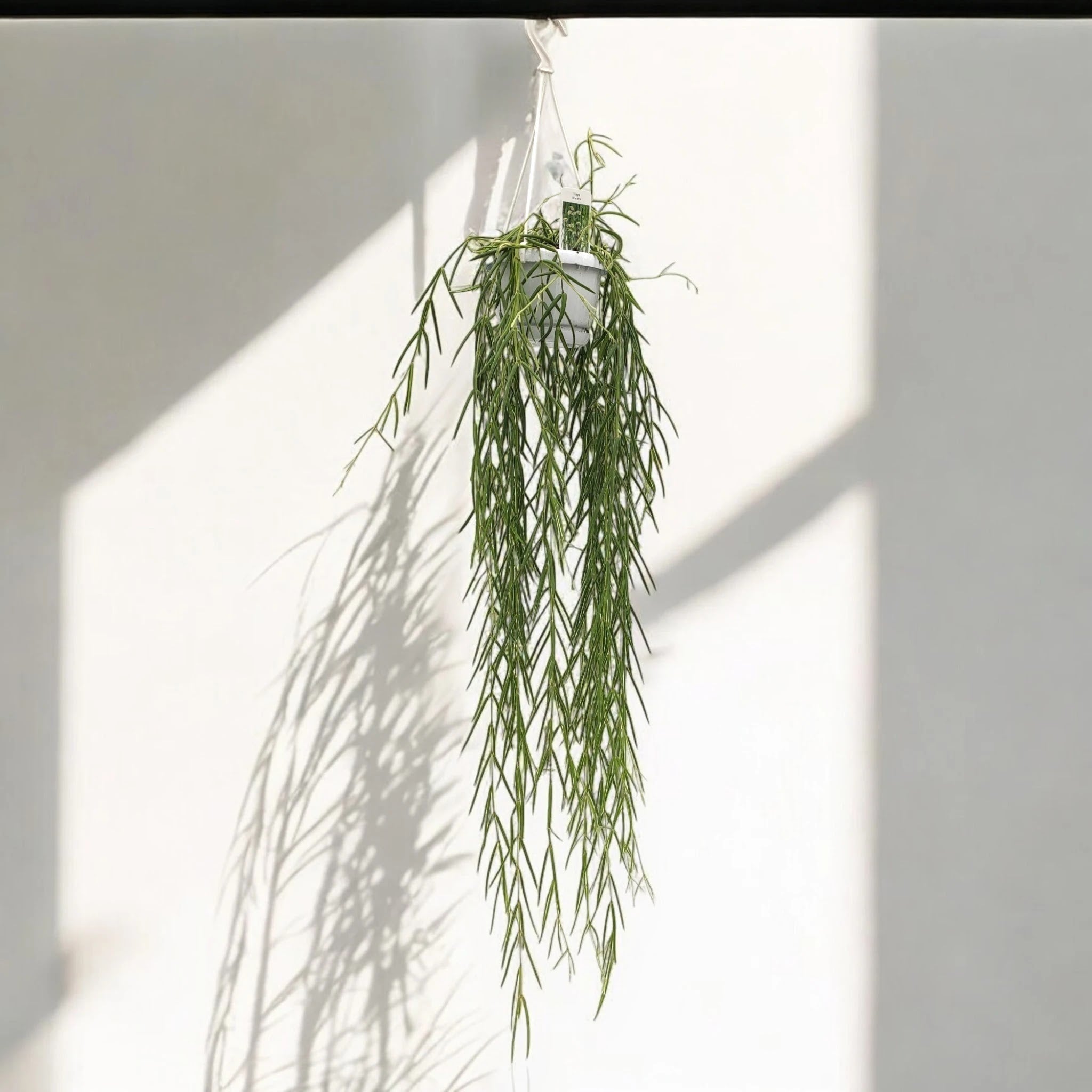 Hoya linearis