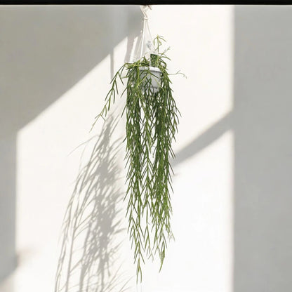 Hoya linearis