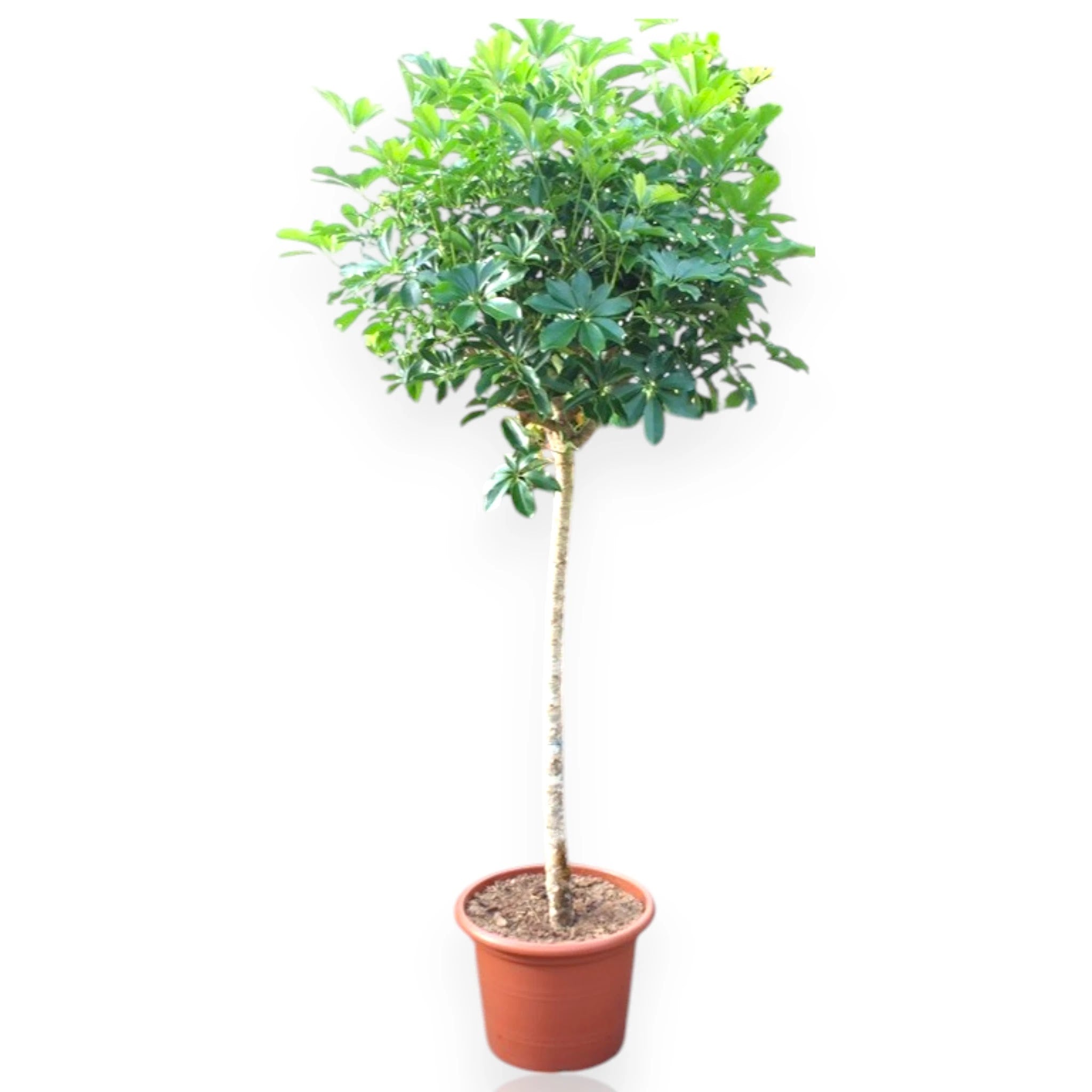 Schefflera arboricola 'Compacta'