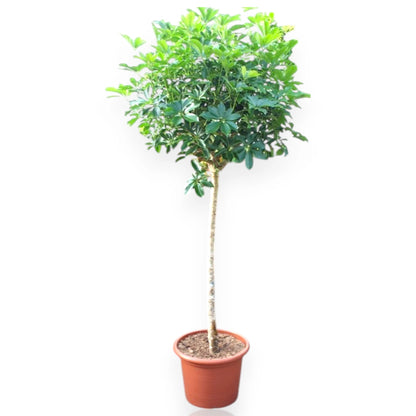 Schefflera arboricola 'Compacta'