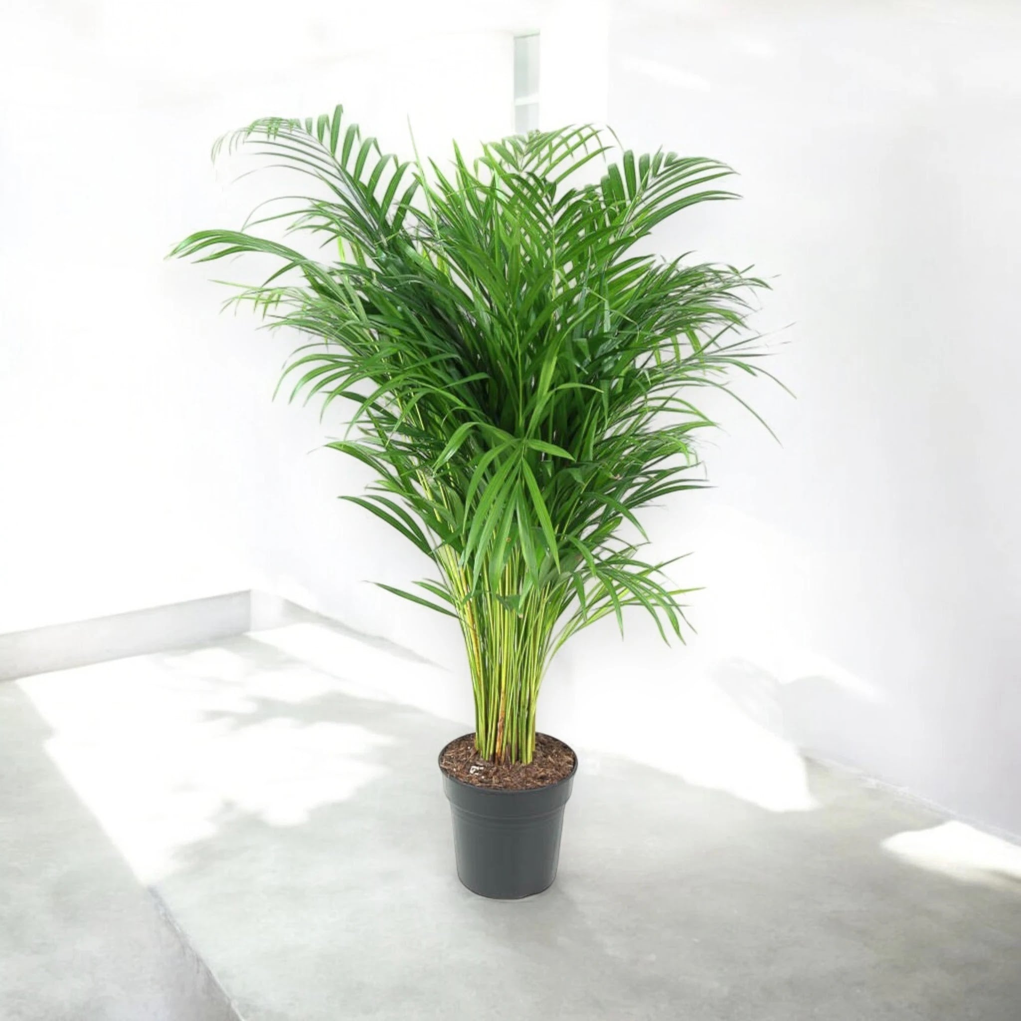 Areca - Dypsis lutescens