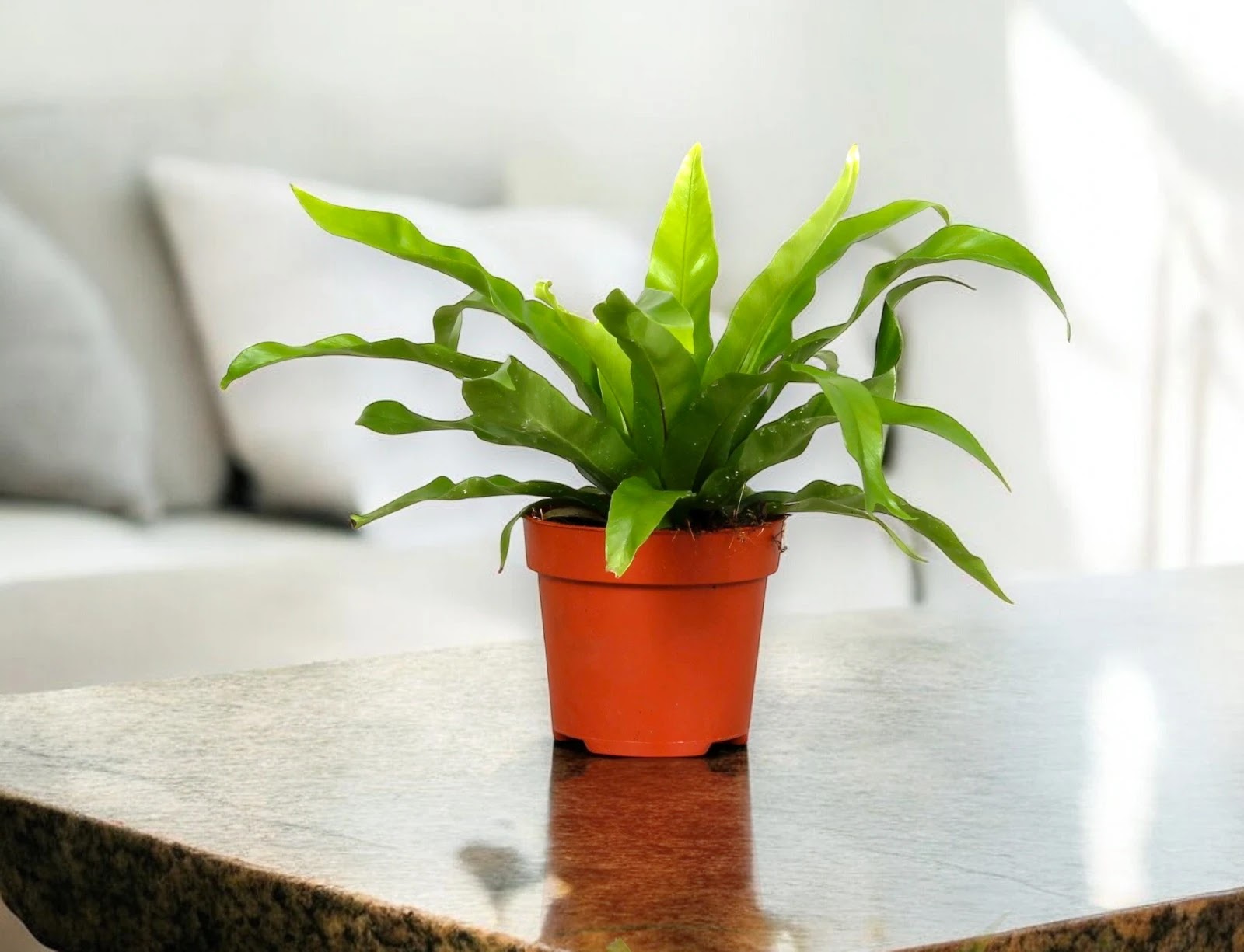 Asplenium antiquum