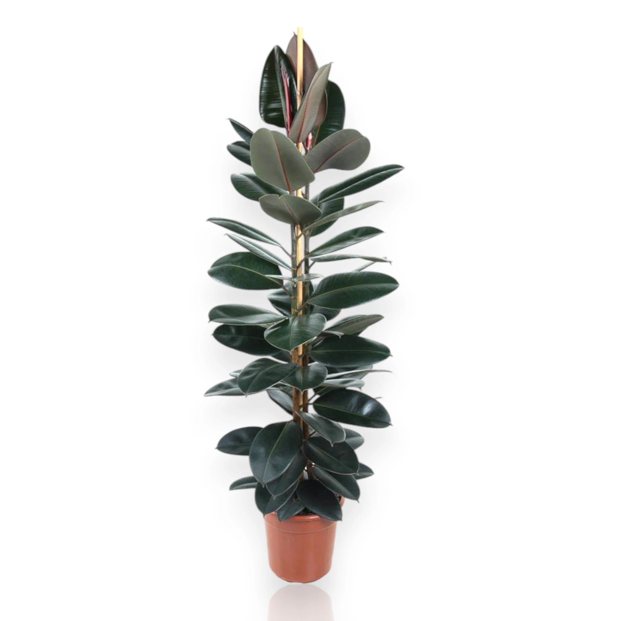 Ficus elastica 'Abidjan'