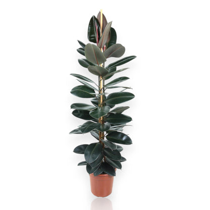 Ficus elastica 'Abidjan'