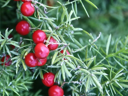 Asparagus densiflorus 'Sprengeri'
