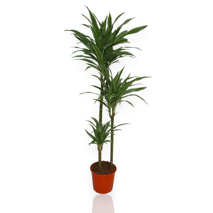 Dracaena fragrans 'Warneckei'
