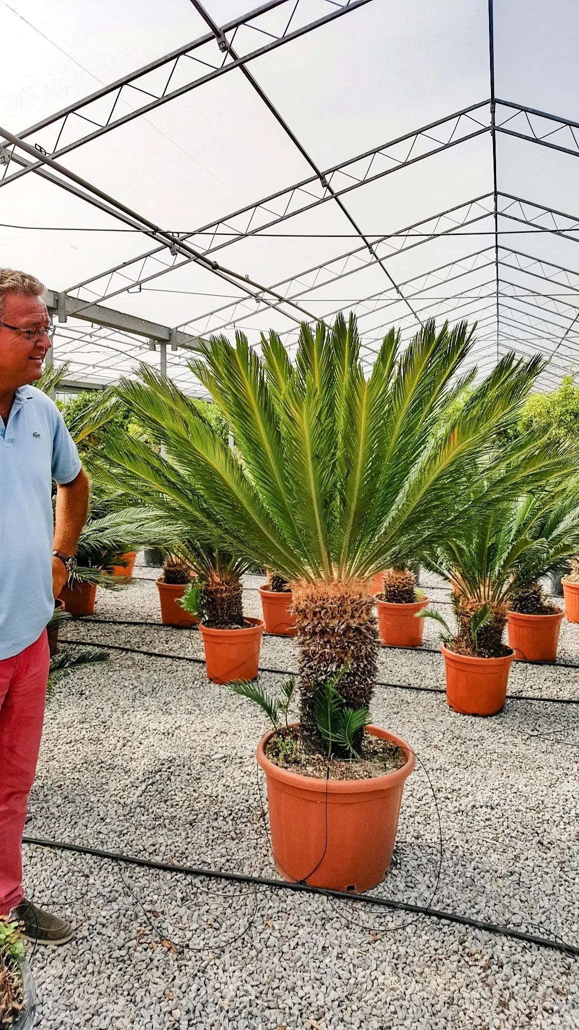 Cycas revoluta