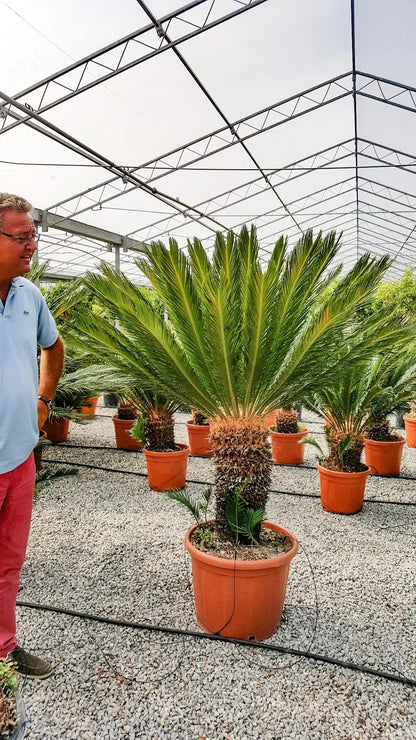 Cycas revoluta