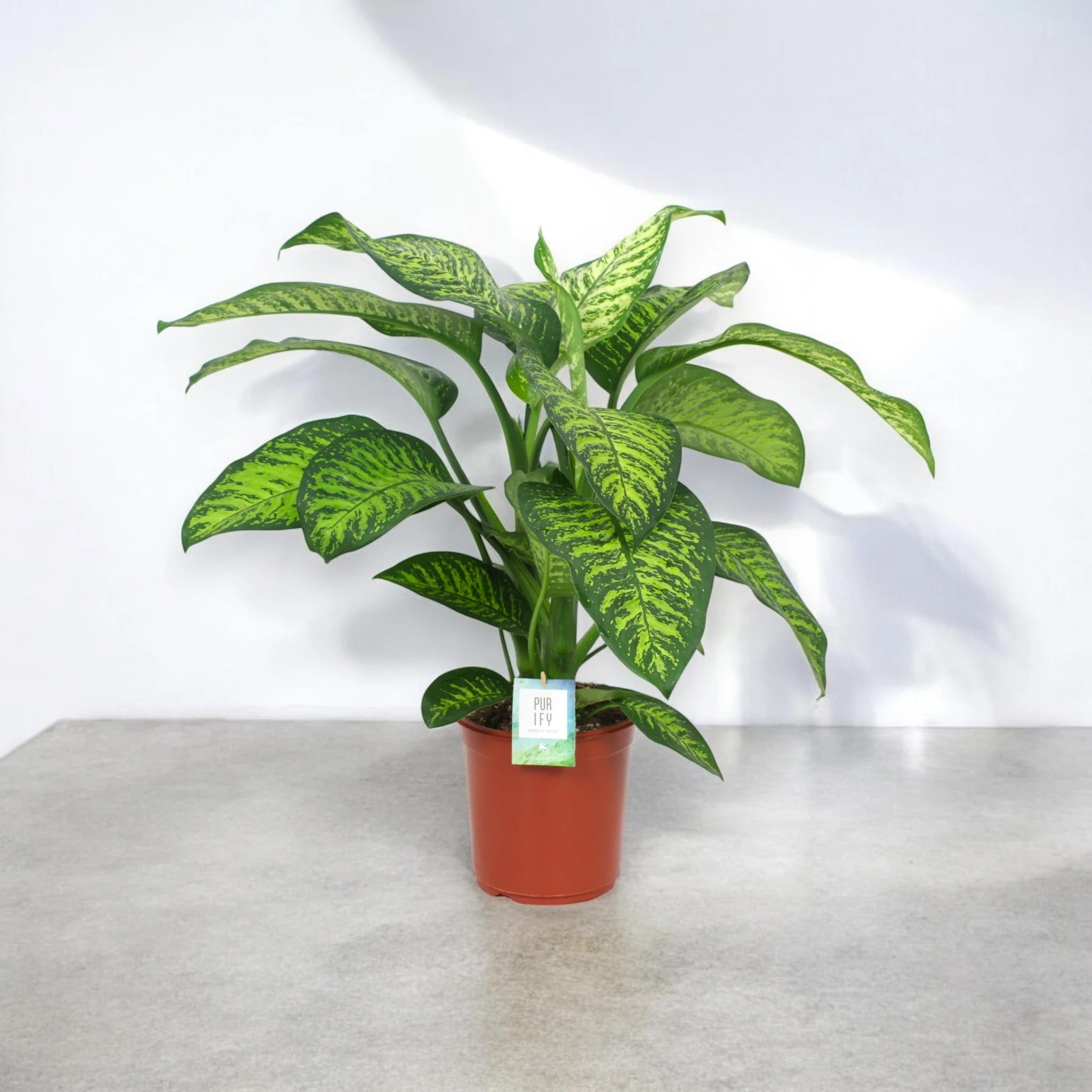 Dieffenbachia seguine 'Tropic jewel'