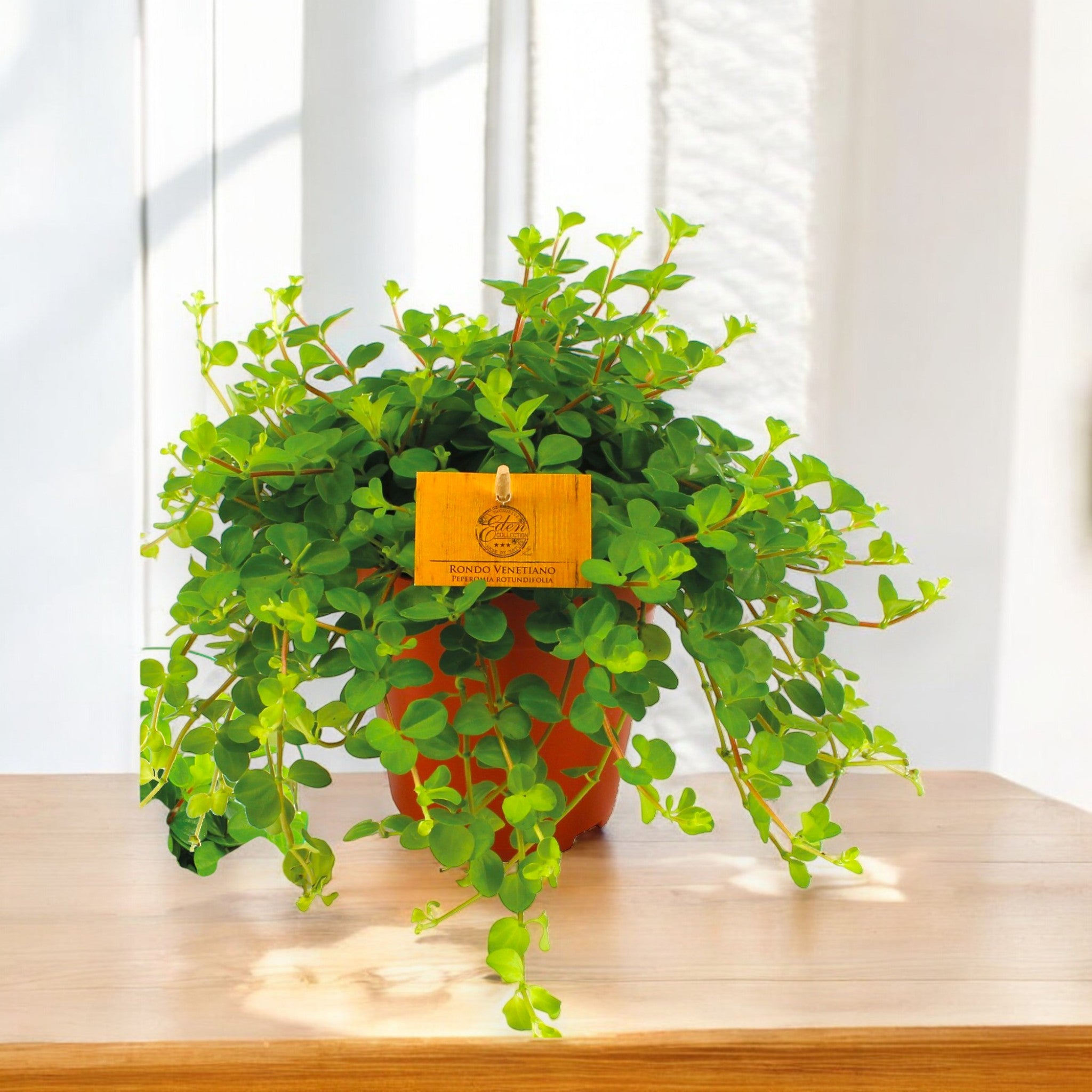 Peperomia rotundifolia