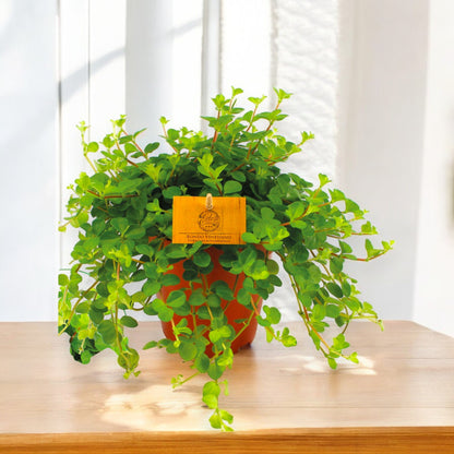 Peperomia rotundifolia