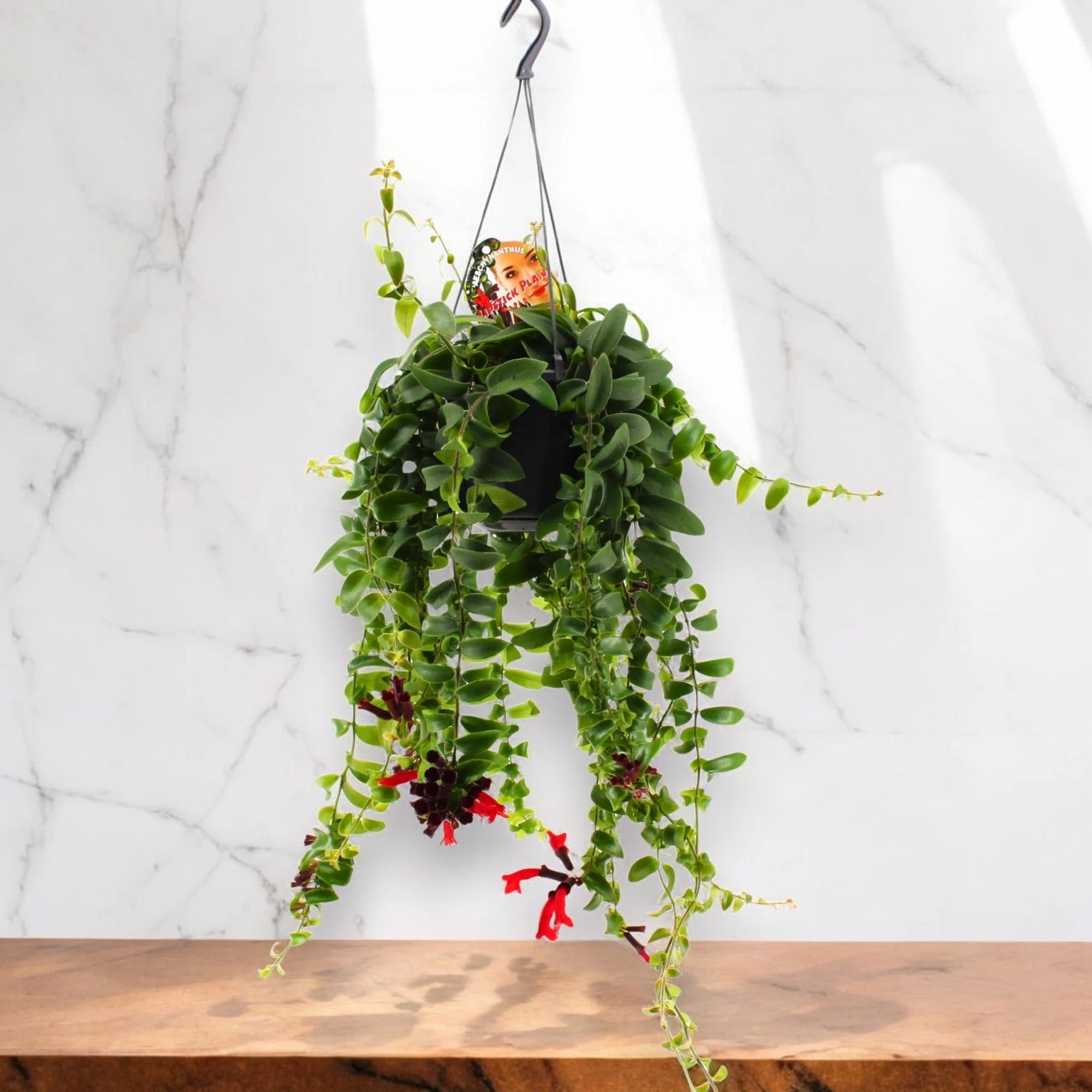 Aeschynanthus 'Rasta'