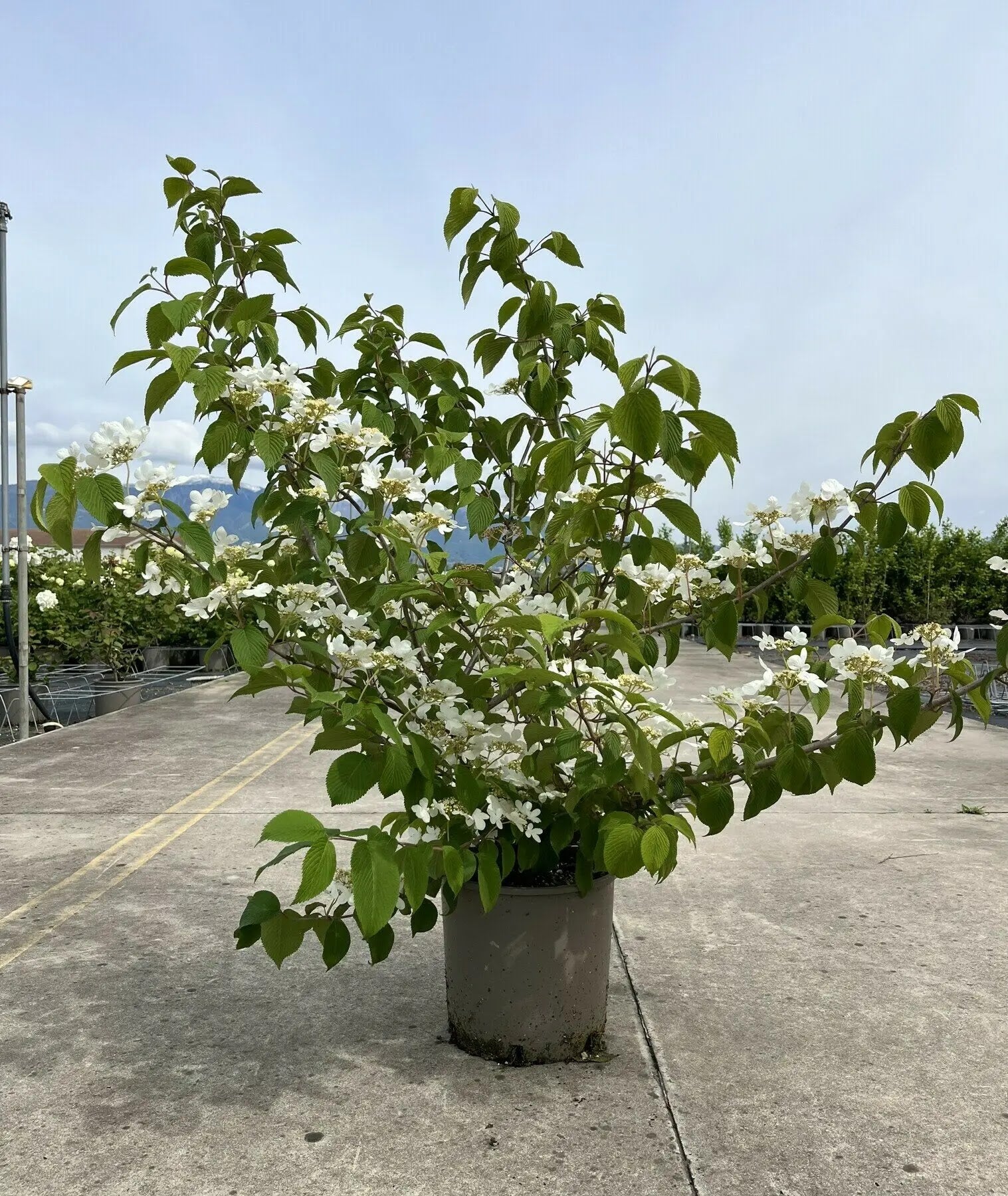 Viburno - Viburnum 'Plicatum Mariesii'