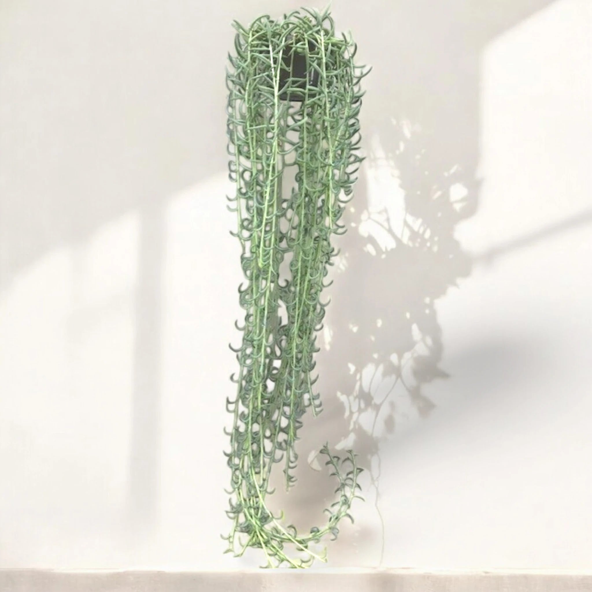 Senecio radicans