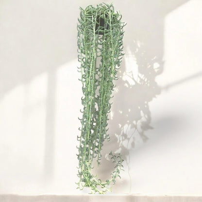 Senecio radicans