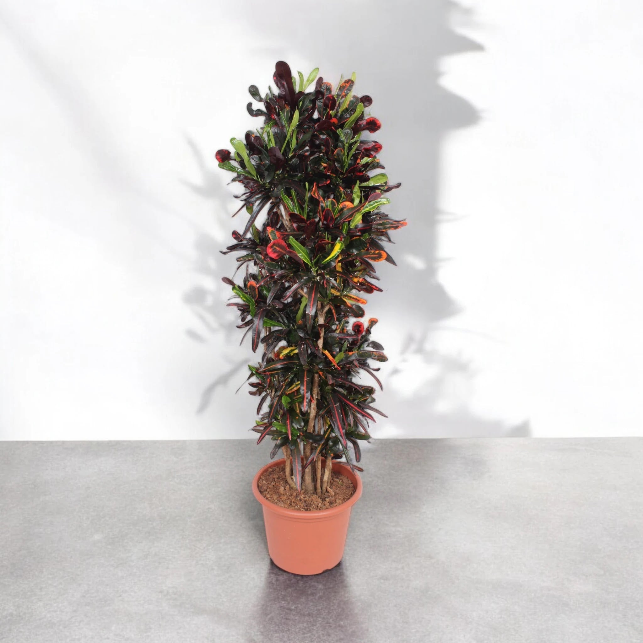 Codiaeum variegatum 'Mammi'
