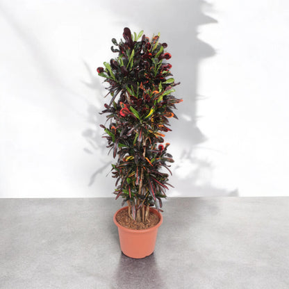 Codiaeum variegatum 'Mammi'