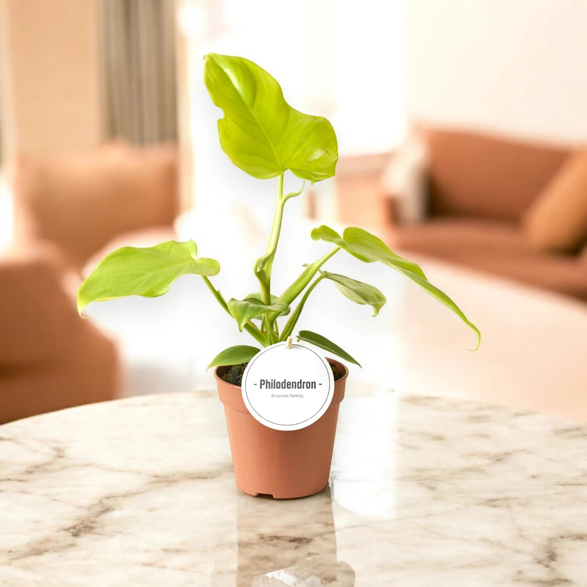 Dettaglio foglia Philodendron Golden Violin a forma di violino con variegature dorate sul verde