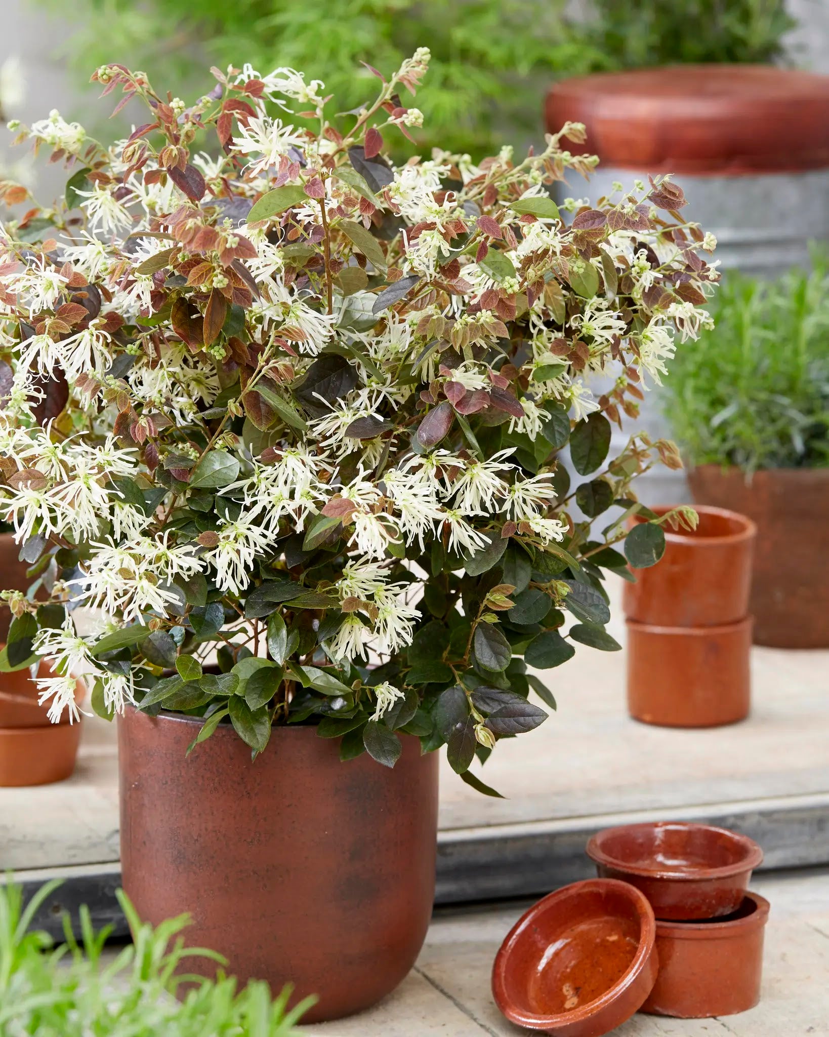 Loropetalum chinense Ruby Snow arbusto sempreverde con foglie viola scuro in giardino