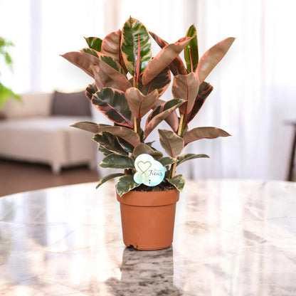 Ficus elastica 'Belize'