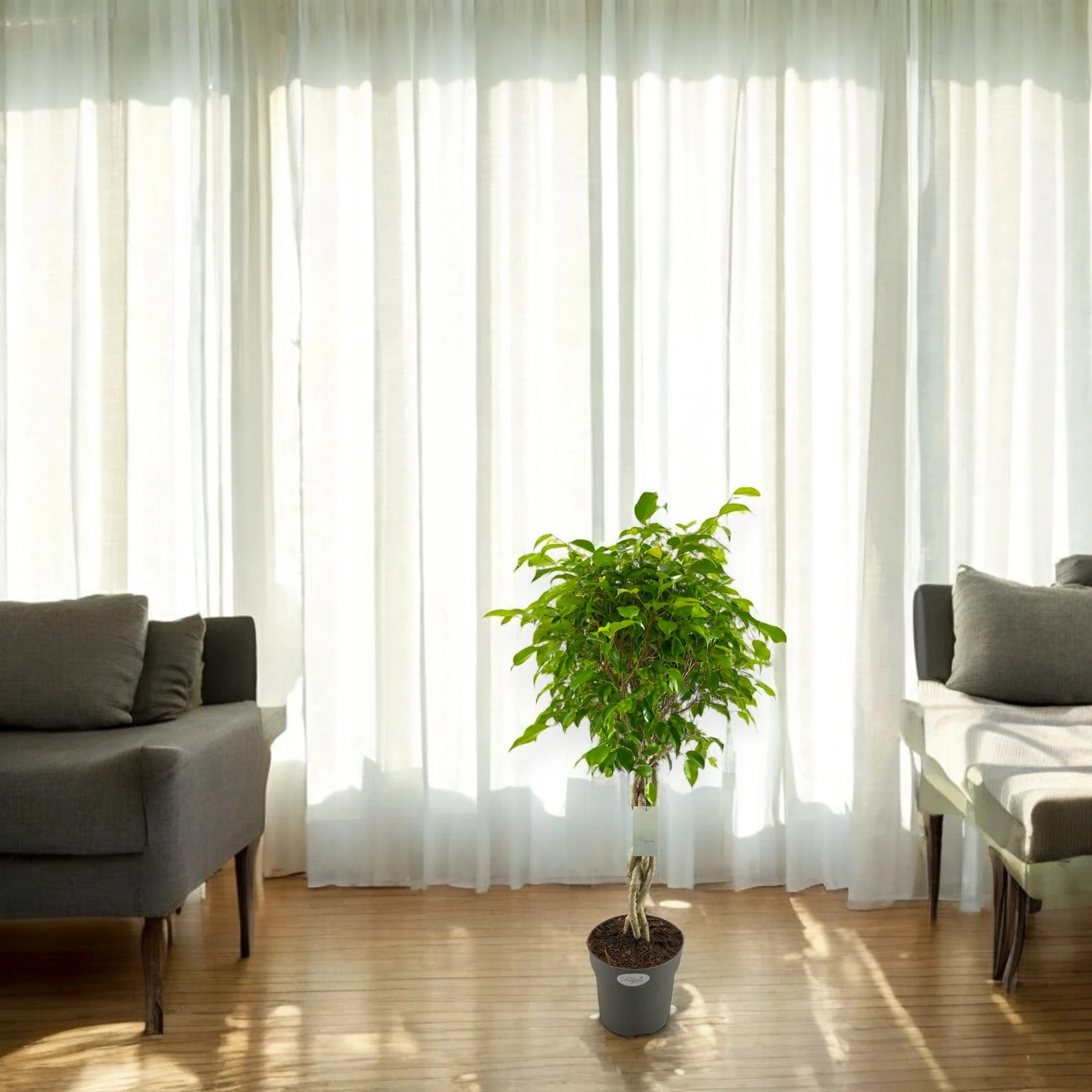 Ficus benjamina 'Exotica'