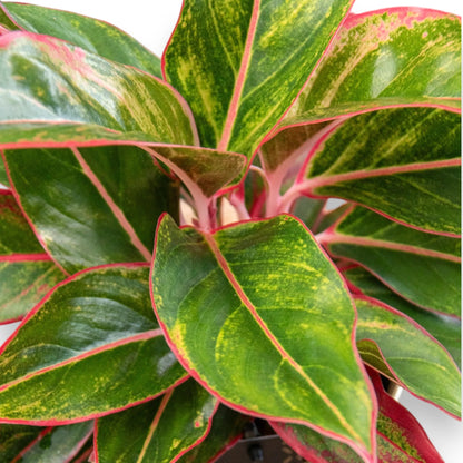 Aglaonema Jungle Red in vaso, pianta da interno con foglie rosse e verdi variegates
