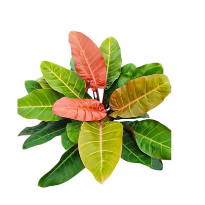 Dettaglio delle foglie del Philodendron Prince of orange che mostrano la sfumatura arancione verso verde