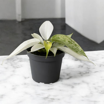 Philodendron 'Florida Ghost'