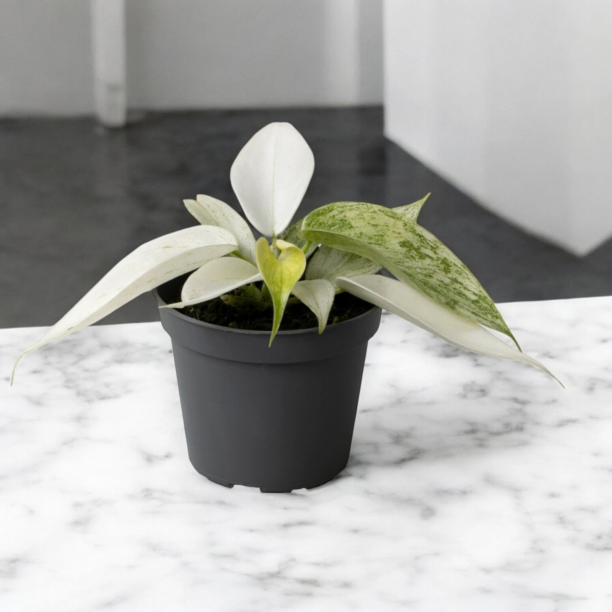 Philodendron 'Florida Ghost'