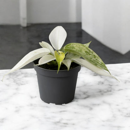 Philodendron 'Florida Ghost'