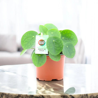 Pilea peperomioides