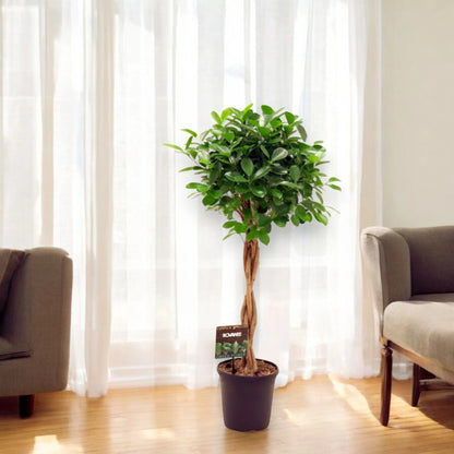 Ficus microcarpa 'Moclame'
