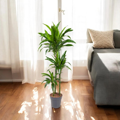 Dracaena fragrans 'Janet craig'