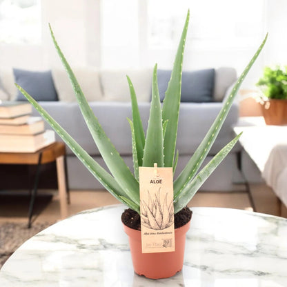 Aloe vera