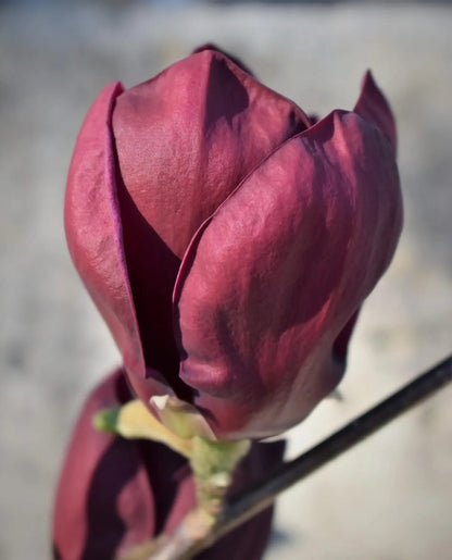 Magnolia 'X Genie'