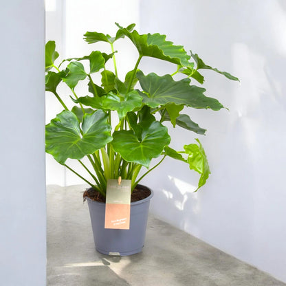 Philodendron bipinnatifidum 'Shangri-la'