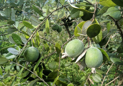 Feijoa sellowiana
