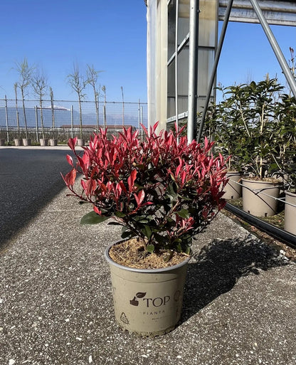 Dettaglio foglie rosa brillante e verdi di Photinia fraseri Little Fenna