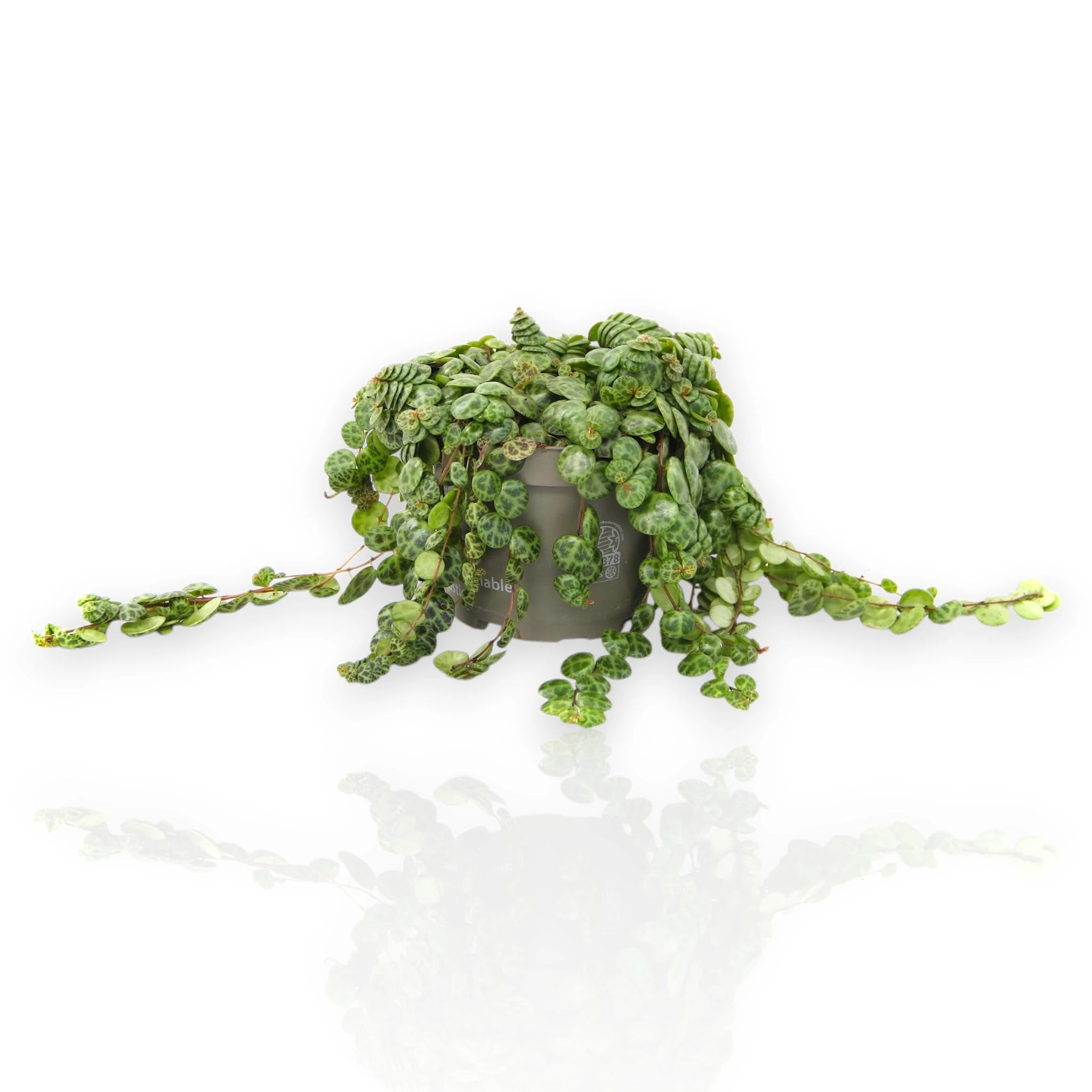 Peperomia prostrata in vaso sospeso con fusti ricadenti e foglie a cuore variegate verde e crema