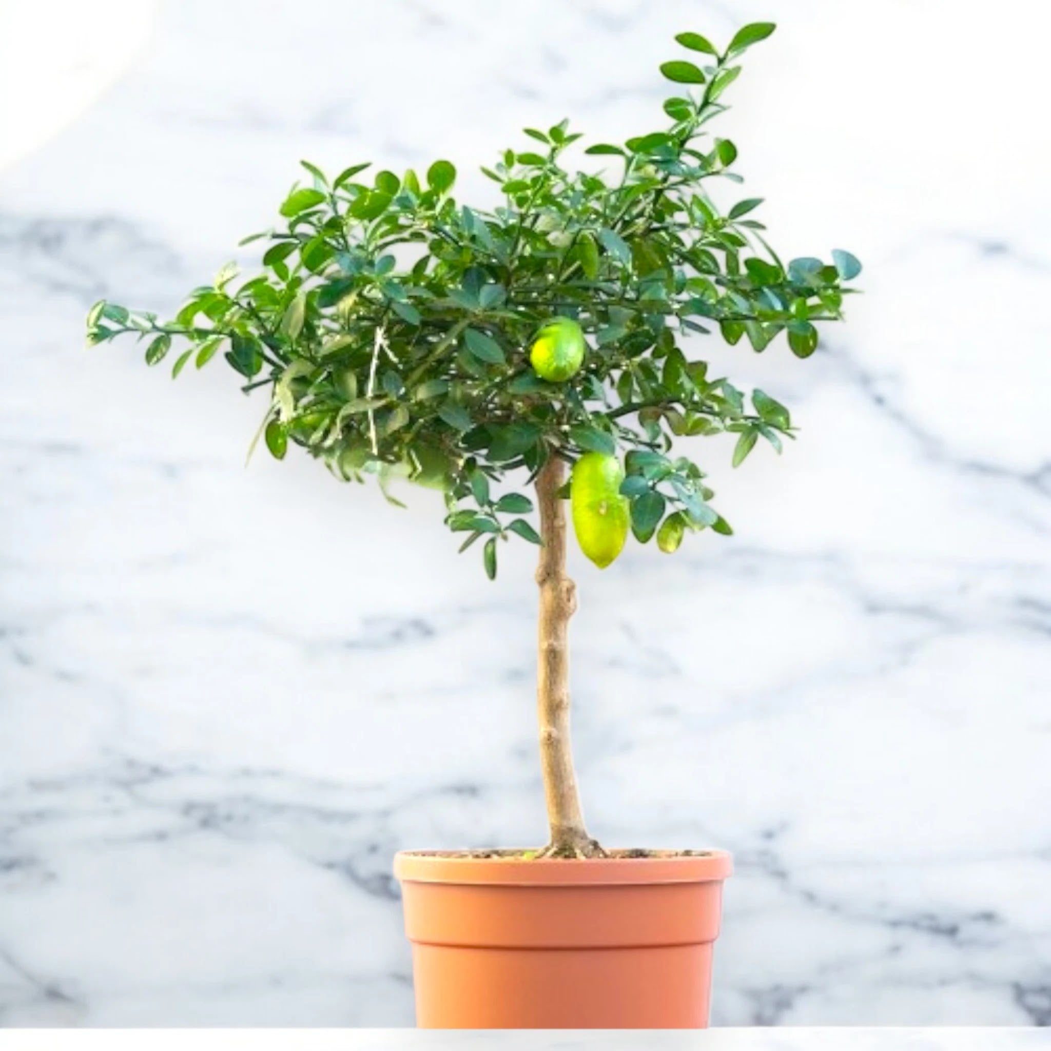 Nandina domestica 'Lemon-Lime'