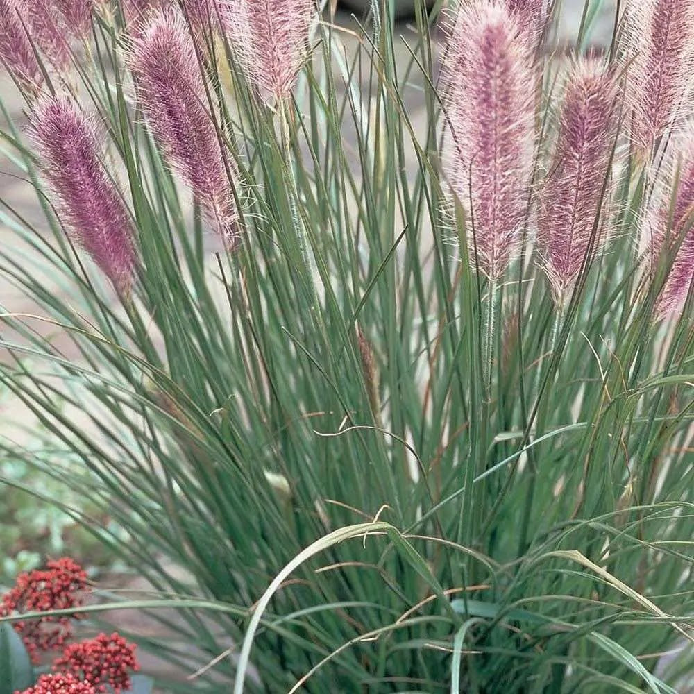 Pennisetum alopecuroides Red Head con ciuffi verdi e spighe rosso rosate in giardino naturalistico
