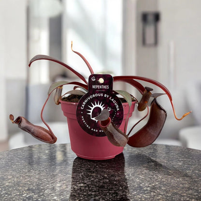 Nepenthes 'Rebecca'