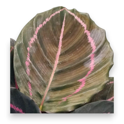 Calathea roseopicta Dottie in vaso con foglie viola scure e venature rosa in ambiente moderno