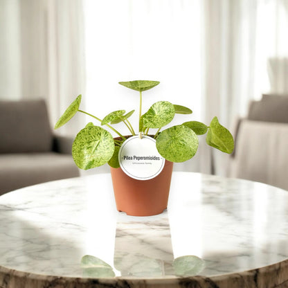 Pilea peperomioides