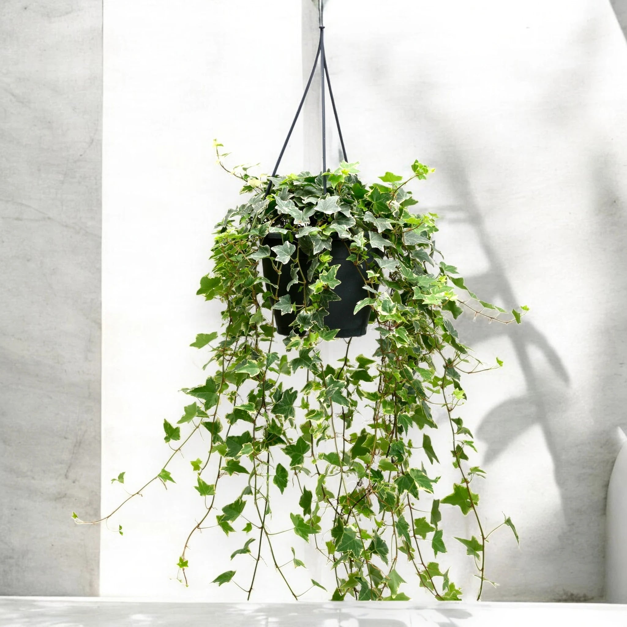 Edera - Hedera helix 'Eva'